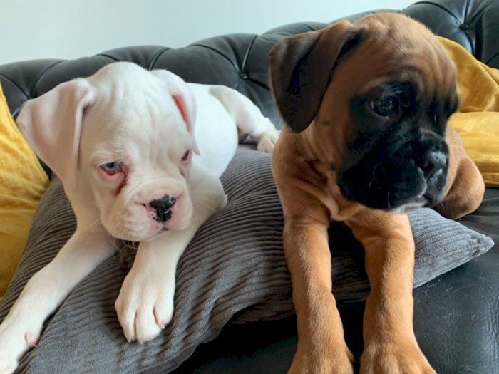 Bebes Boxer De 2 Meses En Venta Delaware City Delaware Perros En Adopcion