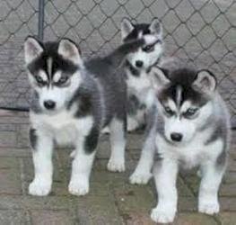 Cachorros de husky siberiano enano en venta al mejor precio