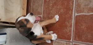 Venta de cachorros beagles 10 semanas
