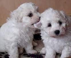 Bichon Frise Bebe Para Comprar A Buen Precio Mayaguez Puerto Rico Venta De Perros