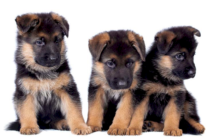 Pastor aleman americano cachorros de 2 meses en adopcion gratis