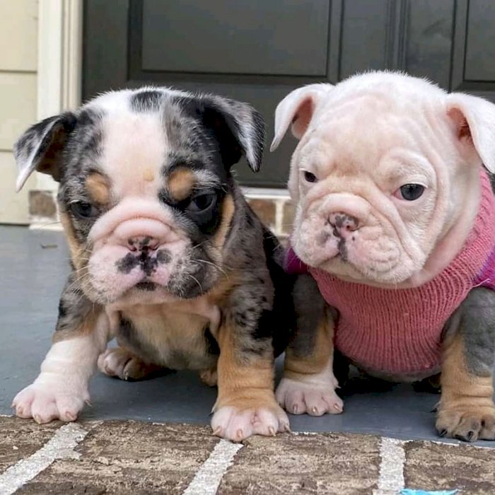 Bulldog Ingles Cachorros Blanco Y Negro A Buen Precio De Venta Guayama Puerto Rico Venta De Perros