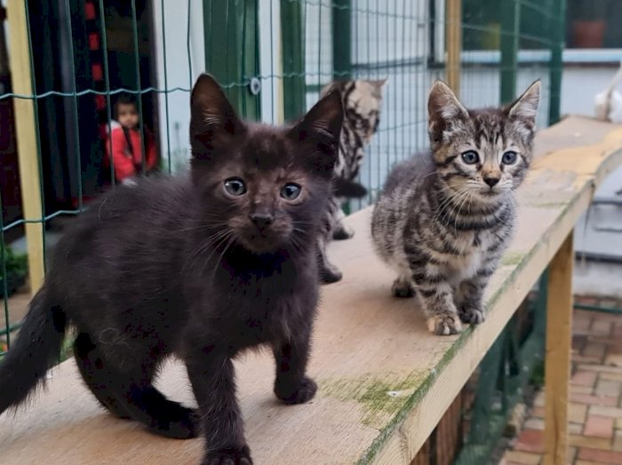 Gatos persa bebes color negro al mejor precio de venta