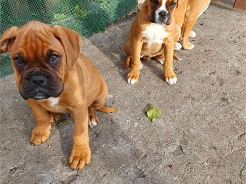 Cachorros Boxer De 2 Meses Disponible Para Comprar A Buen Precio De Venta Delaware County New York Venta De Perros