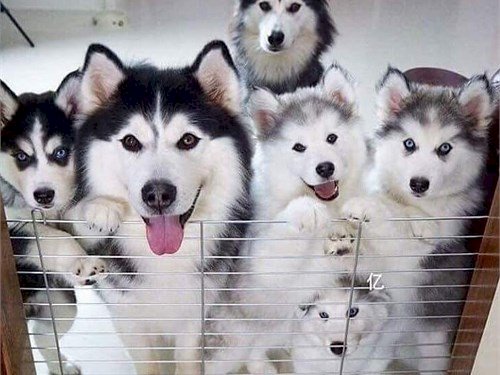 Hermosos cachorros de husky puro raza para la venta