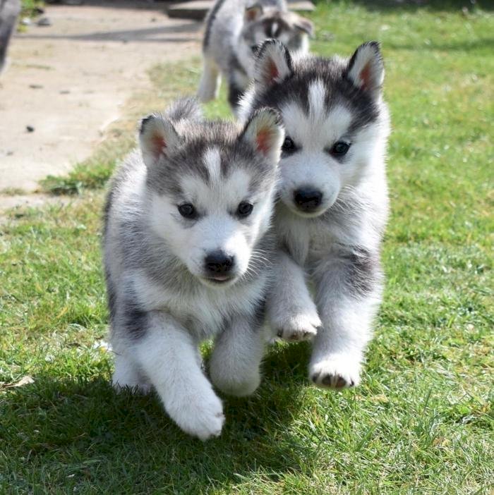 Husky Siberiano Bebe De Raza Disponible Para Comprar A Buen Precio Spring Texas Venta De Perros