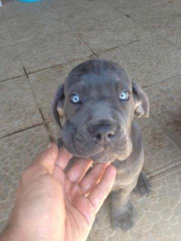 Venta De Perros Raza Cane Corso De 3 Meses Greenwich Connecticut Venta De Perros