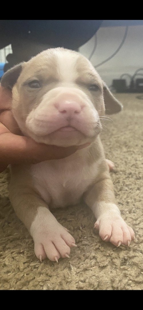 American Bully En Venta Bebe Color Blanco Y Beige Chicago Iilinois Venta De Perros