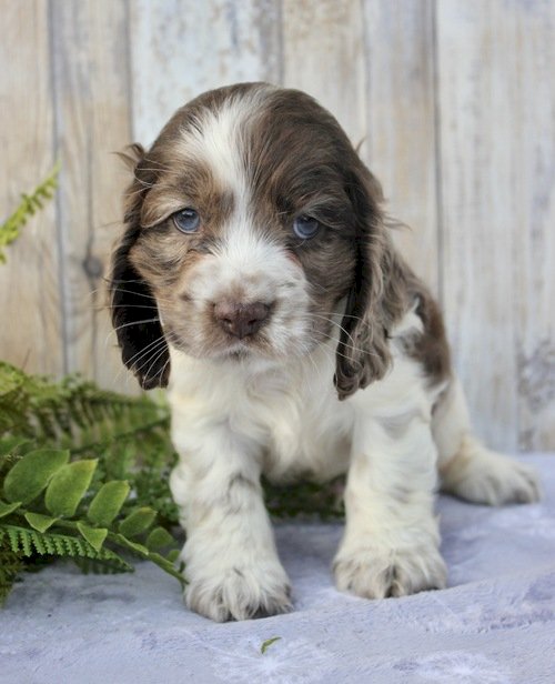 Cocker Spaniel Negro Blanco Y Cafe Bebe En Venta Bakersfield California Venta De Perros