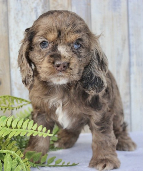 Cocker Spanish Bebe En Venta A Buen Precio Los Alamitos California Venta De Perros