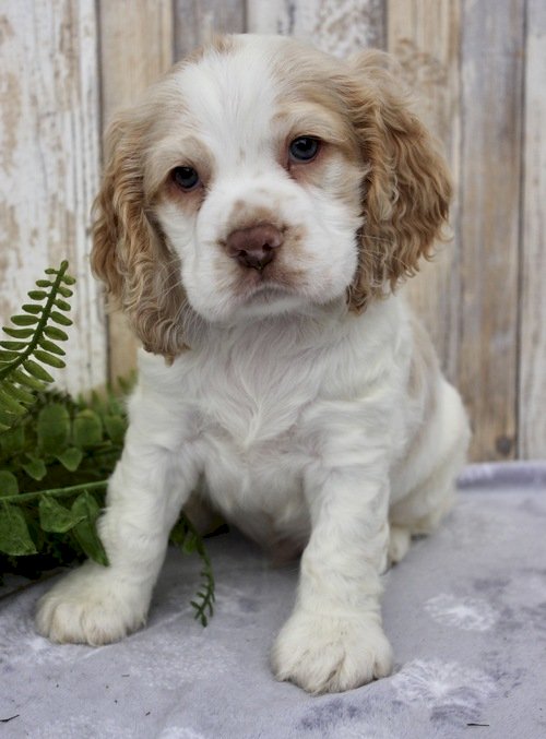 Cocker Spaniel Blanco Con Cafe En Venta Hawthorne California Venta De Perros