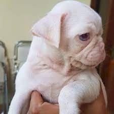 Cachorros de pug albino para adopcion gratis