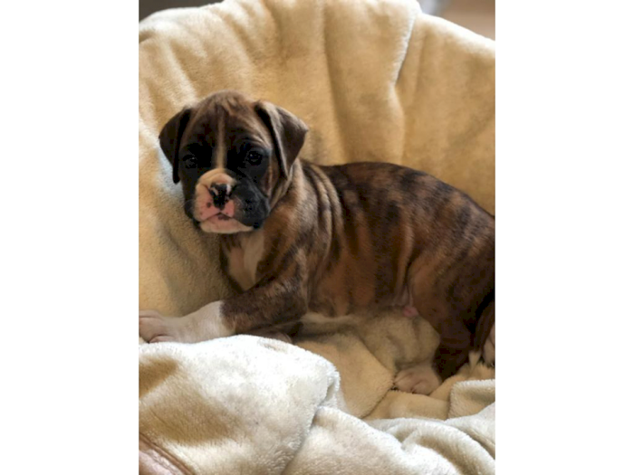 Venta De Bebes Boxer Atigrado Ponce Puerto Rico Venta De Perros