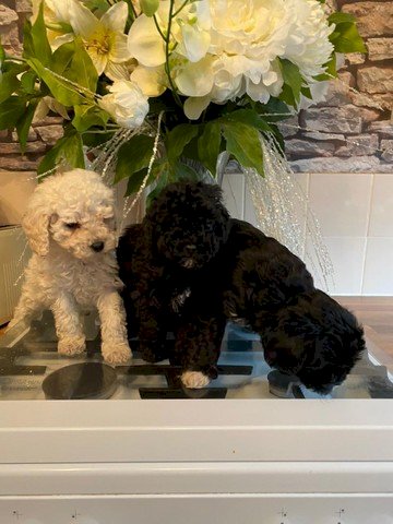 Poodle Cachorros Blanco Y Negro Al Mejor Precio De Venta Fajardo Puerto Rico Venta De Perros