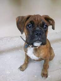 Boxer Bebes Atigrados En Venta Montreal Canada Venta De Perros