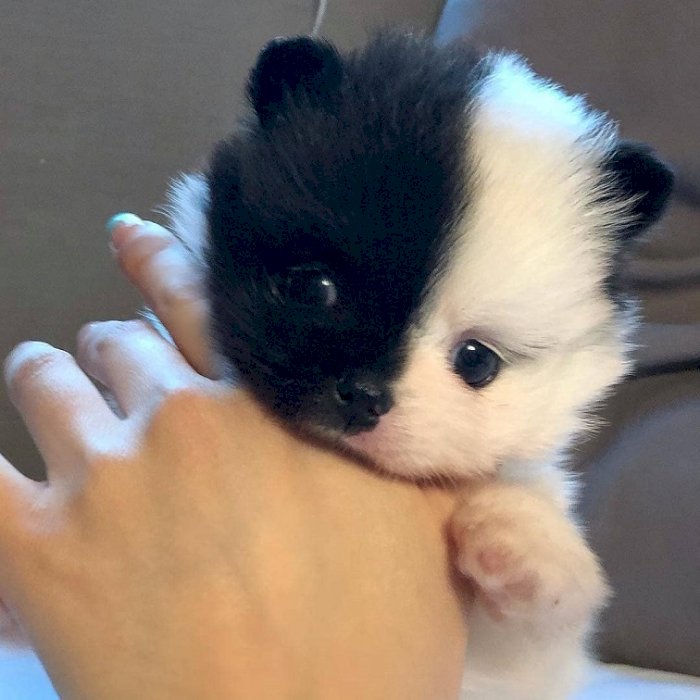 Pomerania Bebe De 3 Meses Blanco Y Negro En Adopcion King County California Perros En Adopcion