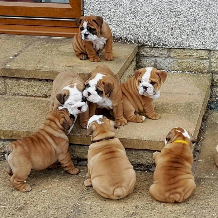 Cachorros de bulldog ingles de criadero registrados en venta