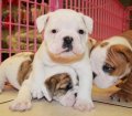 hermosos bulldog ingles de criadero en venta color blanco y cafe