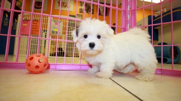 Cachorro raza bichon habanero blanco a precio economico en venta