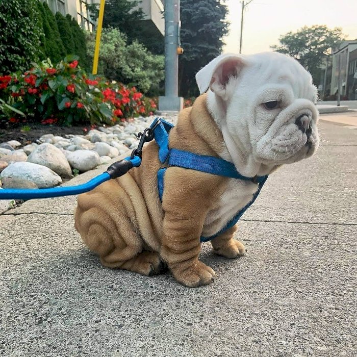 Hermoso Perro Bulldog Ingles Bebe De 3 Meses A Excelente Precio De Venta Guayama Puerto Rico Venta De Perros