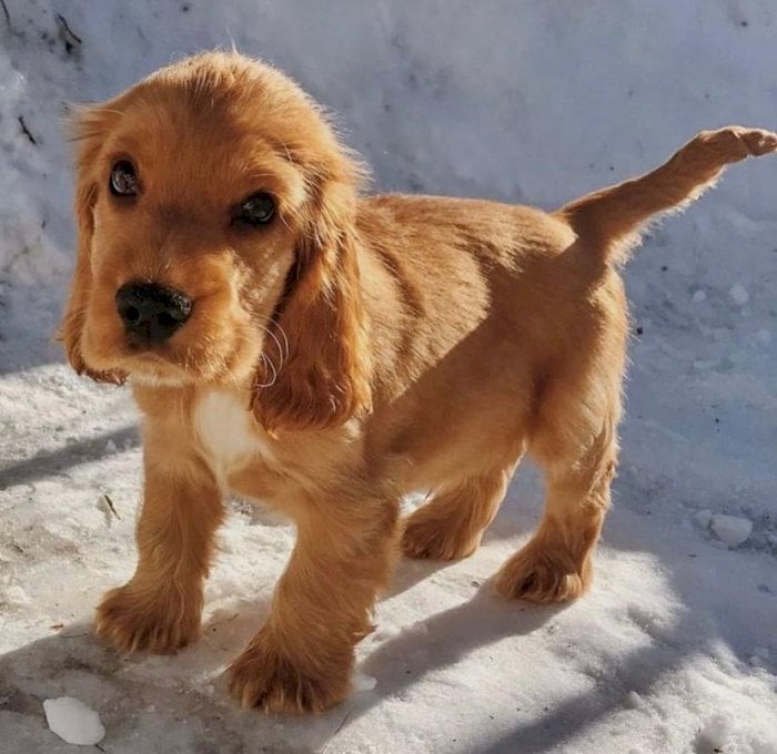 Cocker Spaniel Marron Bebe En Venta Los Angeles California Venta De Perros