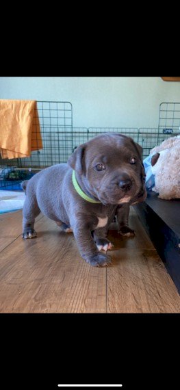 Perro staffordshire bull terrier azul en venta