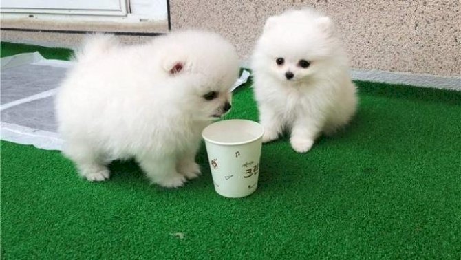 Pomerania Blanco Bebe De Raza Para Comprar A Precio De Venta Barato Phoenix Arizona Venta De Perros