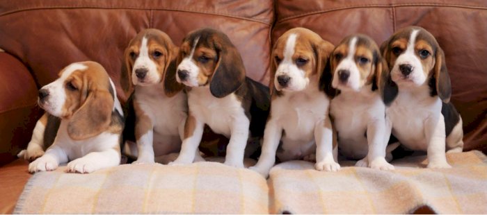 Perros beagle de raza para comprar a buen precio de venta