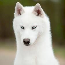 Cachorros De Husky Siberiano Blanco A Buen Precio Arecibo Puerto Rico Venta De Perros