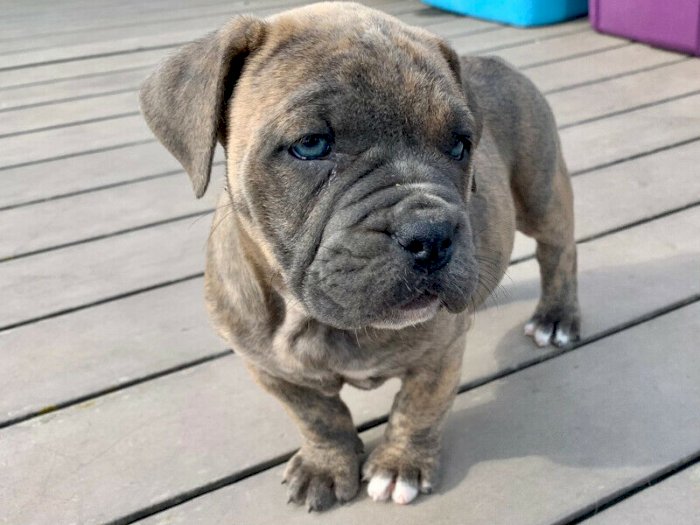 Exotico Cachorro Raza Bulldog Ingles Con Ojos Azules En Venta Toronto Canada Venta De Perros