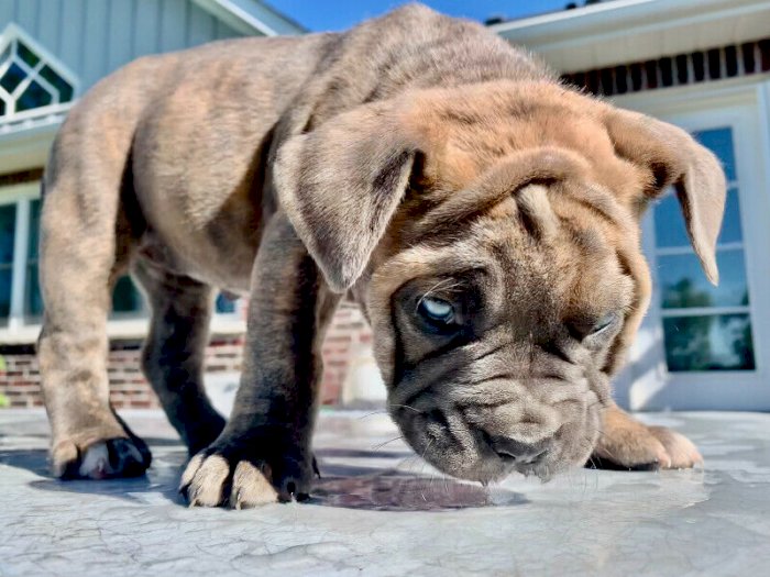 Exotico Cachorro Raza Bulldog Ingles Con Ojos Azules En Venta Toronto Canada Venta De Perros