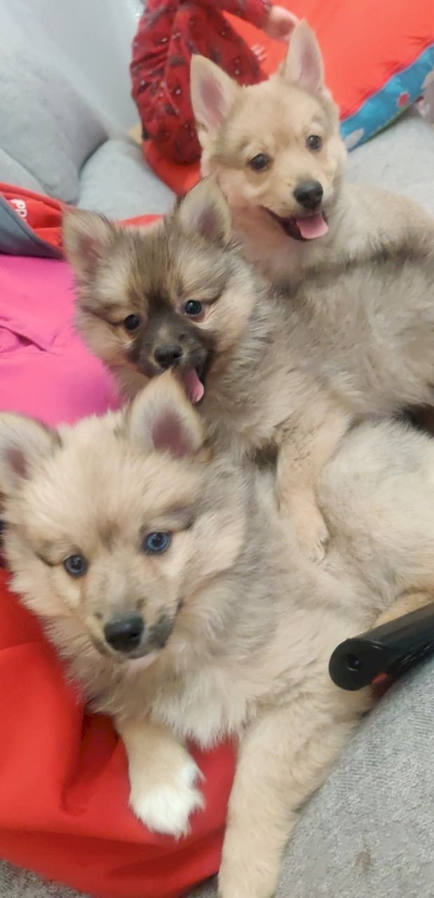 Perro de raza pomsky disponible para adopcion gratis