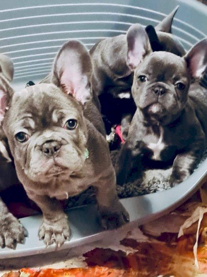 Cachorros Bulldog Frances Blue Al Mejor Precio De Venta San Lorenzo Puerto Rico Venta De Perros