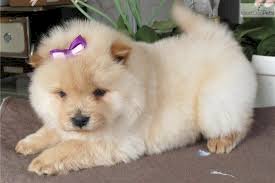 Chow Chow Bebes Blancos En Venta Al Mejor Precio Jefferson City Missouri Venta De Perros