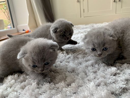 Gato Scottish Fold Munchkin Bebe Color Gris En Venta Miami Florida Gatos En Venta