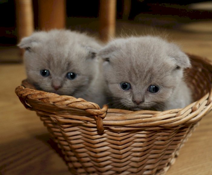 Gato Scottish Fold Munchkin Bebe Color Gris Para La Venta Bangor Maine Gatos En Venta