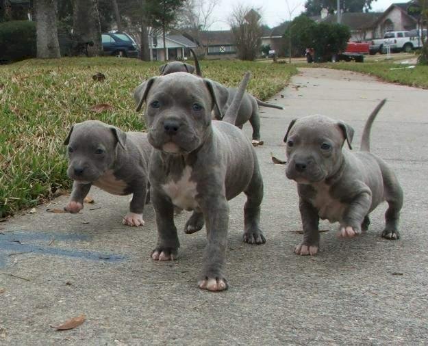 Cachorros pitbull gris ojos azules blue fawn venta - Oakland, - de perros