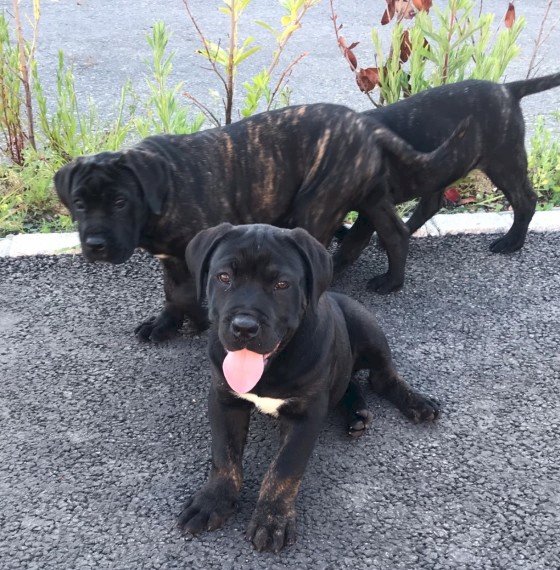 Cachorros Cane Corso Negros En Venta Pompton Plains New Jersey Venta De Perros