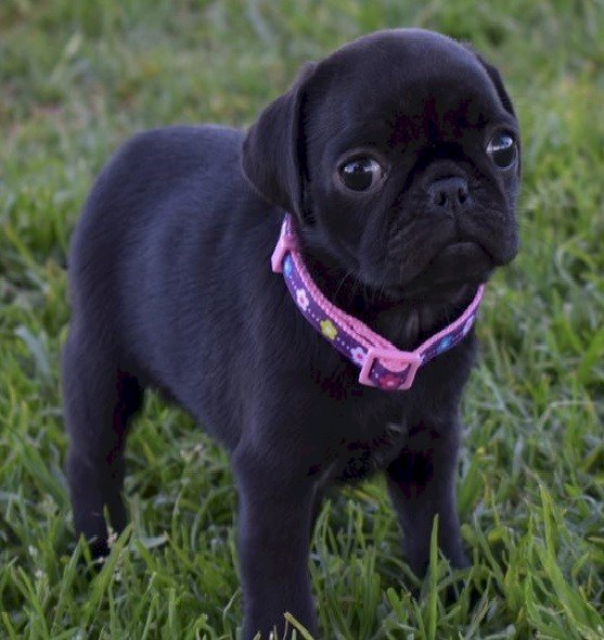 Cachorros De Pug Ingles Negro Miniatura En Adopcion Atlanta Georgia Perros En Adopcion