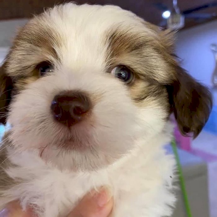 Impresionante Bichon Habanero Bebe Blanco Con Cafe Para Adopcion Tallahassee Florida Perros En Adopcion