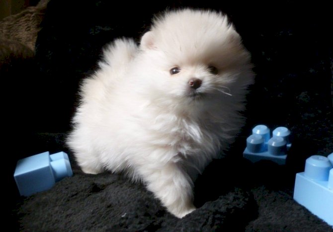 Cachorros pomeranian mini toy a buen precio en venta