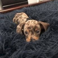 Teckel Dachshund Bebe Merle De Raza Para Comprar A Precio De Venta Barato New York City New York Venta De Perros