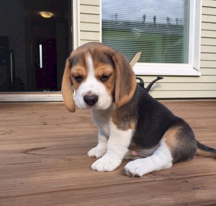 Beagle Bebe De Raza Para Comprar A Buen Precio De Venta Jacksonville Florida Venta De Perros