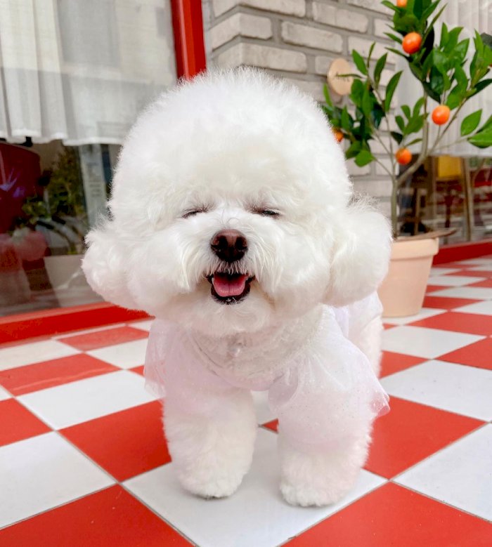 Bichon Frise Bebe Blanco De Raza En Adopcion Gratis Anchorage Alaska Perros En Adopcion