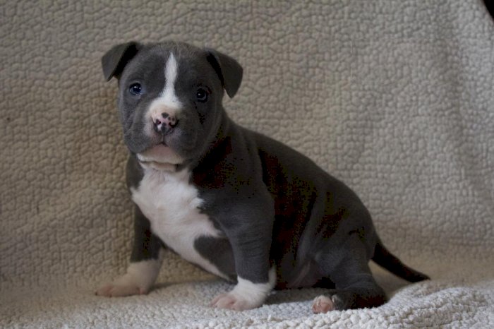 Cachorro Pitbull Americano Negro Blue Fawn Ojos Azules En Adopcion Tulsa Oklahoma Perros En Adopcion