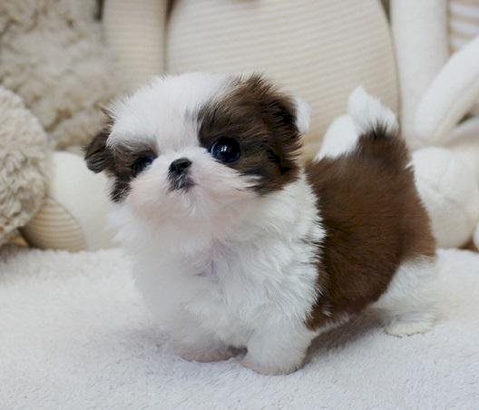 Shih tzu cachorro de 2 meses blanco y marron para comprar