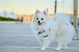 Hermosa Chica Blanco Pomerania Lynn Massachusetts Venta De Perros