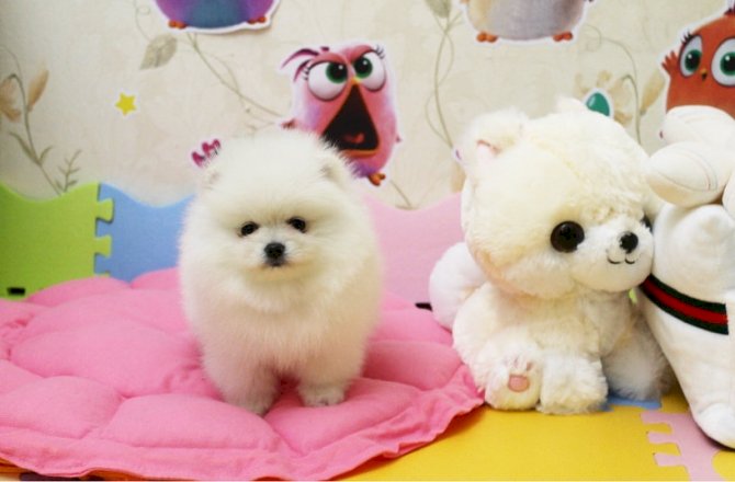 Pomerania perros mini toy de 2 meses en venta (precio asequible)