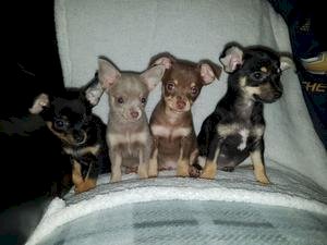 Venta De Chihuahua Bebe Grande North Miami Florida Venta De Perros