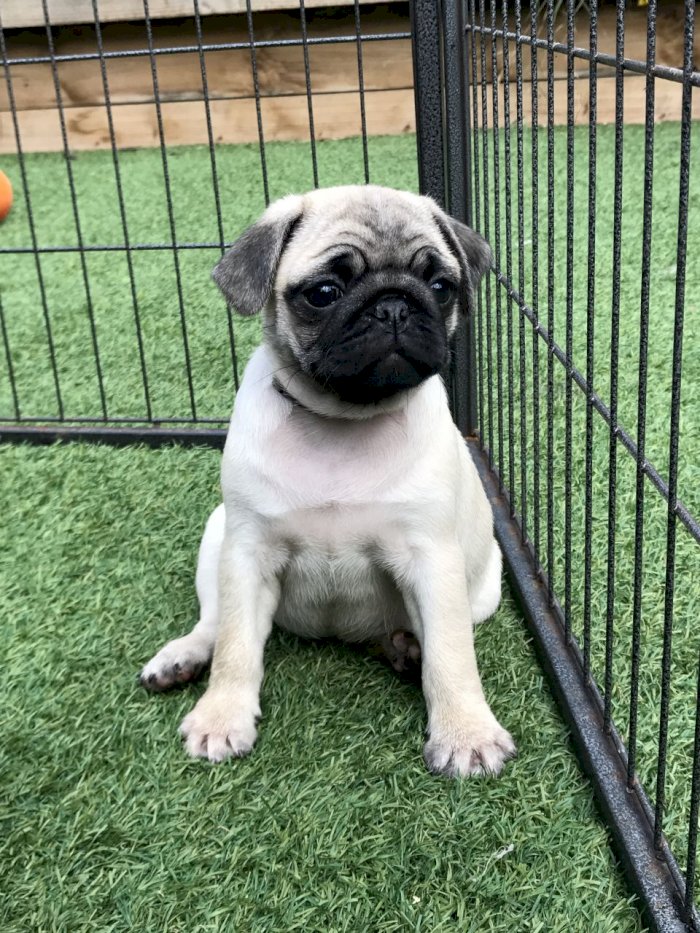 Perro Pug Bebe Original De 3 Meses A Excelente Precio En Venta Dover Delaware Venta De Perros